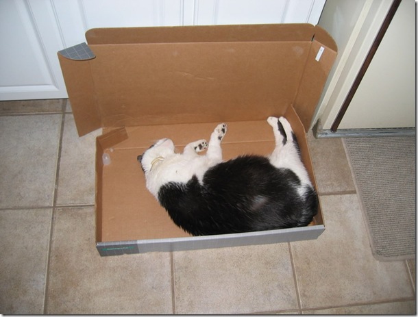 Rocky in box
