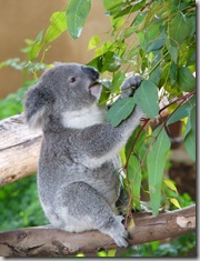 koala 640 x 480