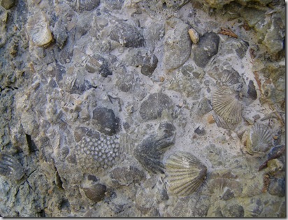 cu fossils