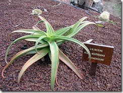 Aloe Acutissima