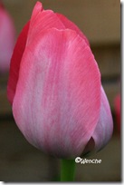 Tulipa Van Eijk