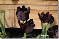 Tulipa Black Parrot