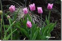 Tulipa Fringed