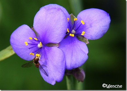 Tradescantia ohiensis - Blomstervandrer