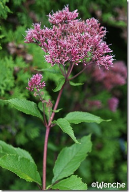 Eupatorium ageratoides 