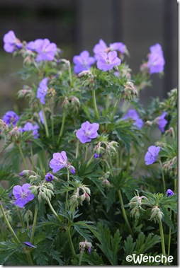 Geranium ruprechtii