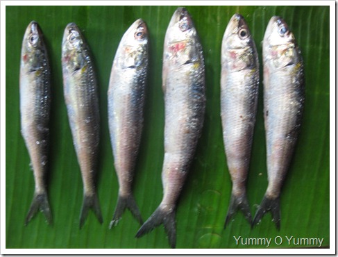 Sardines/ mathi