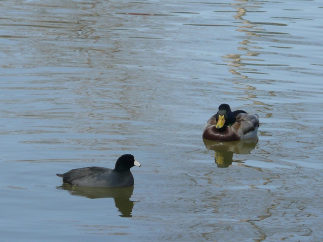 [ducks in water[2].jpg]