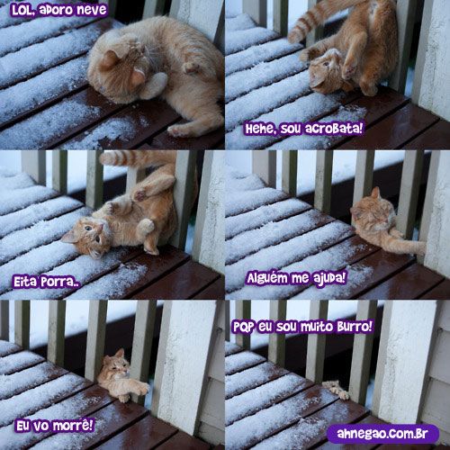 gato.jpg