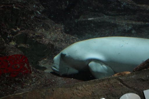 Le Dugong de pres