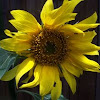 Mini sunflowers