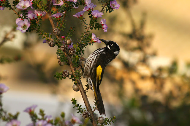 Beautiful Birds photography