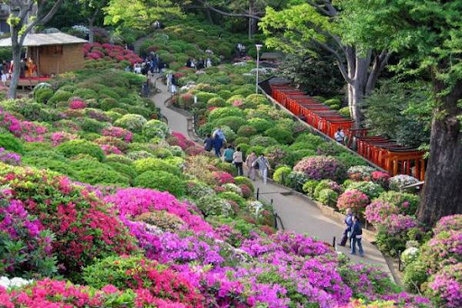日本杜鹃花公园在哪