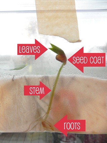 bean seedling labels