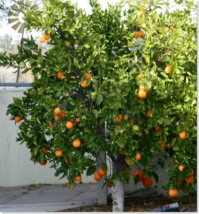 Dennis Harvey's orange tree