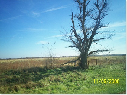 SE Kansas dead tree