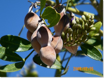 Texas Mountain Laurel tree blooms seed pods