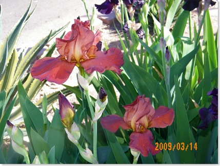beautiful iris