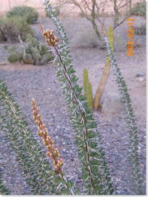 ocotillo, getting ready to bloom