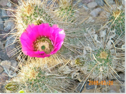 Pink Hedgehog cactus