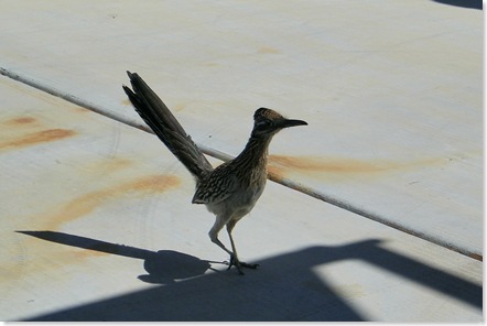 well, hello Mr. Roadrunner on our patio