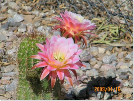 after noon - Tricho cereus - another night-bloom (lasts about 24 hours)