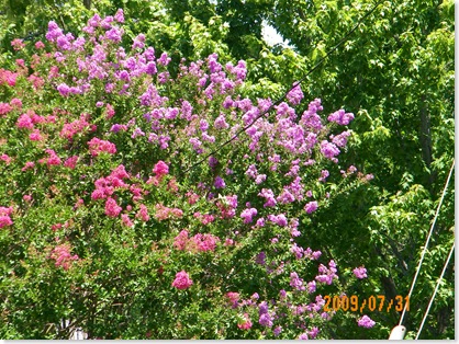 pink and lilac crepe myrtle