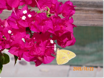bougainvillea and butterfly