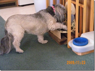 This is how Sasha's dog food gets on the floor