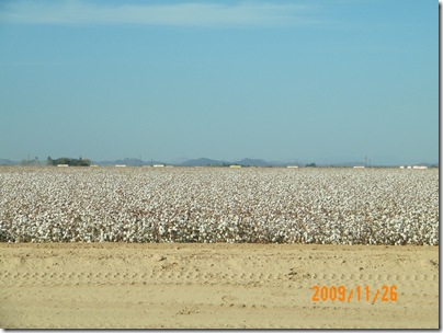 Arizona desert valley cotton