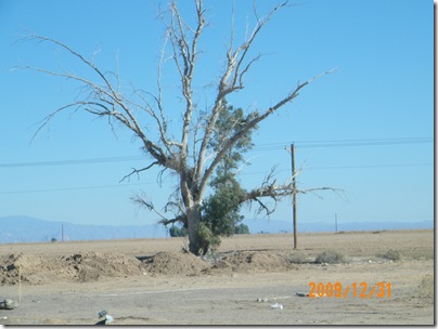 an almost dead tree on Selma Rd