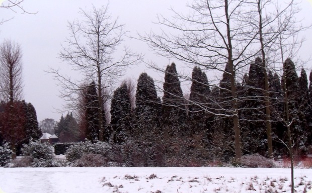 sne januar 2010
