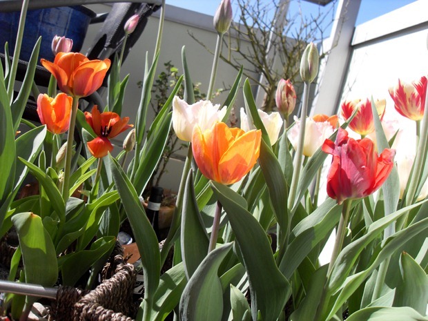 tulipaner på altanen - april 2011