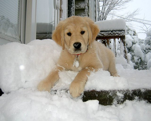 cute golden retriever puppy pics. From Cute Golden Retriever
