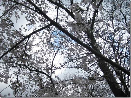 High Park Cherry Blossoms