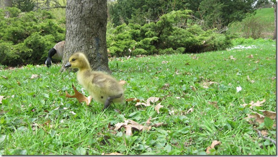 High Park Baby Geese