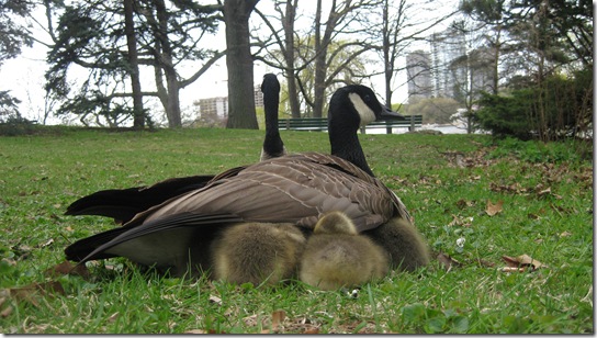 High Park Canada Geese