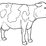 mucca_3.jpg