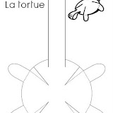 TARTARUGA.jpg