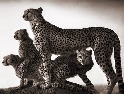 [cheetah-and-cubs-maasai-mara-2003-nick-brandt[3].jpg]