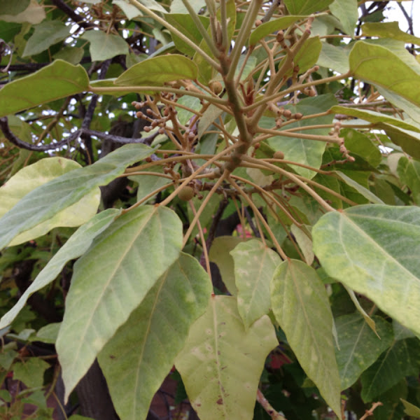 Kukui Nut Tree or Candlenut Tree Project Noah