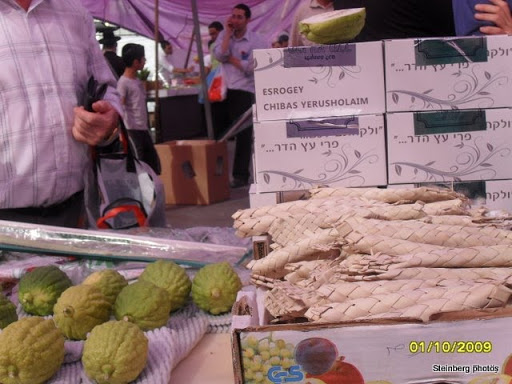 lulav & etrog - arba minim -