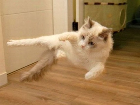 Karate-Kitties17