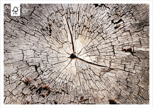 [FSC-Tree-500x353[4].jpg]
