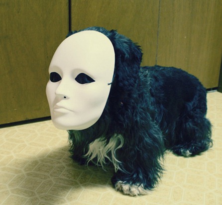 dog-wearing-mask-white