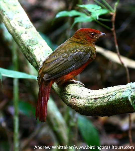 Guianan Red Cotinga Project Noah