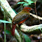 Guianan Red-Cotinga