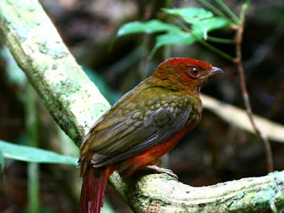いろいろ guianan red cotinga 188248-Guianan red cotinga