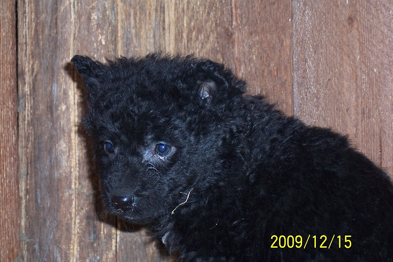 2009.12.15%20%20A-alom%20029.jpg
