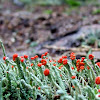 British soldier lichen